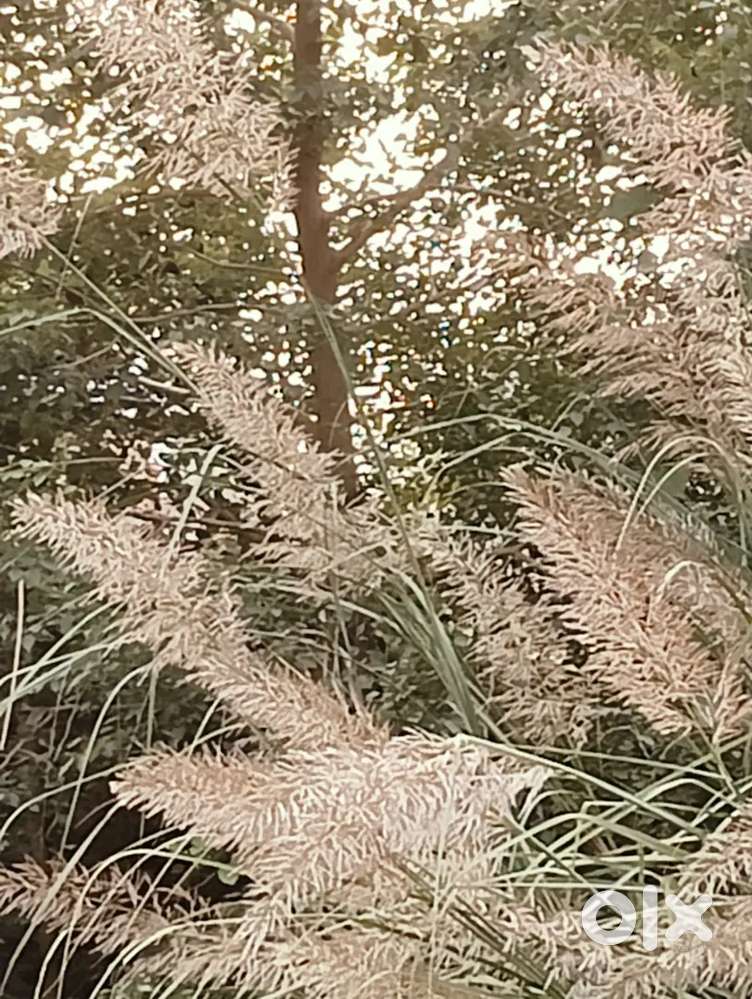 Ojha chapra me near qazipura near to Ballia railway station 1.5 katha.