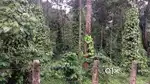 Chikkamgaluru, 20 km from city, towards Mallandur - 9-acre average