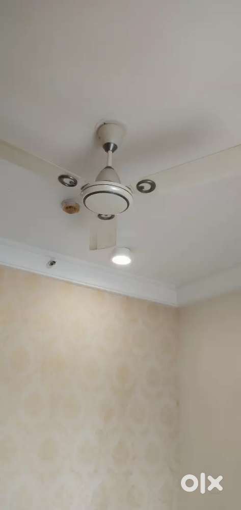 Fan - ceiling fan for sale