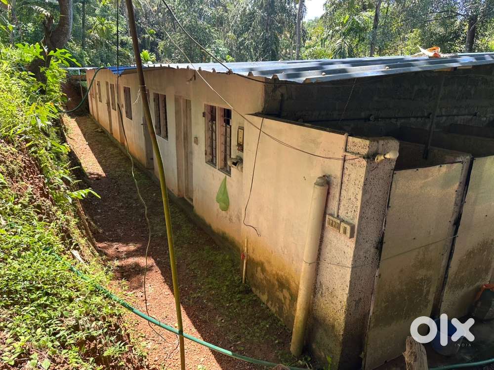 Poultry farm and 3000 Sqft building in 25 cents for lease karimugal