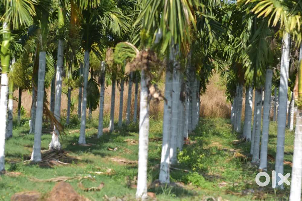 2 acres land for sale in nada guddeangadi senapura