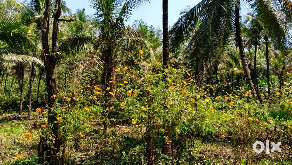 1 acre Agriculture land for sale ,2.5km from mattanur town