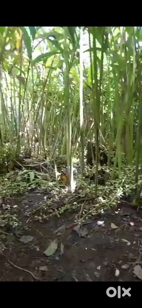 23 acre cardamom thottam for Pattam near Nedumkandam 2 lak per acre