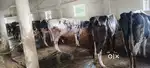 Milk bottle delivery