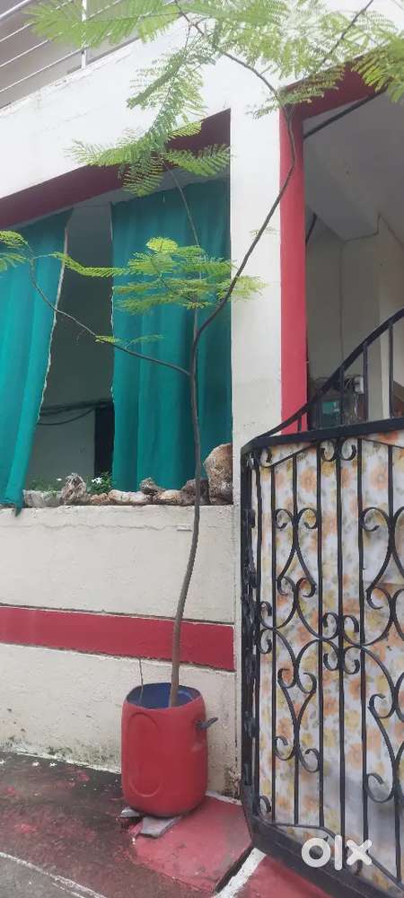 A tree with pot
