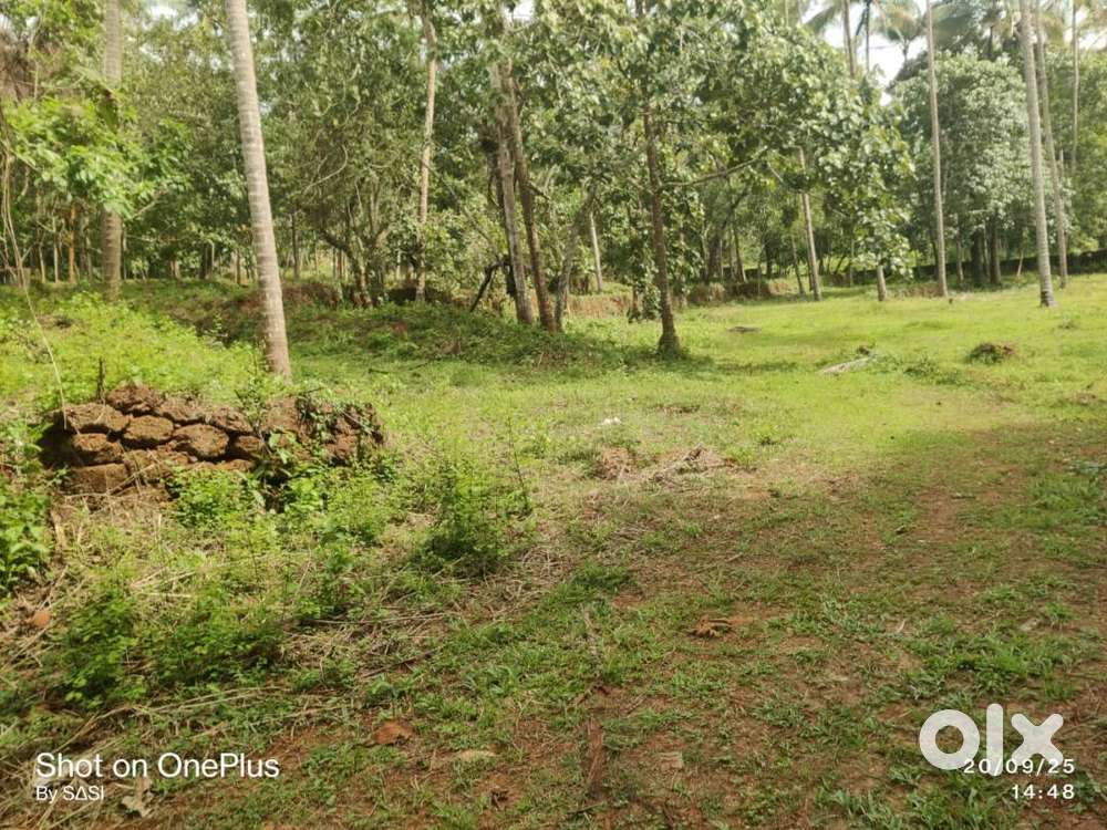13 Cent Residencial Land For Sale At Manal, Kannur (Nz)