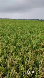 12 to 20 Acre Agricultural Land is for Sale