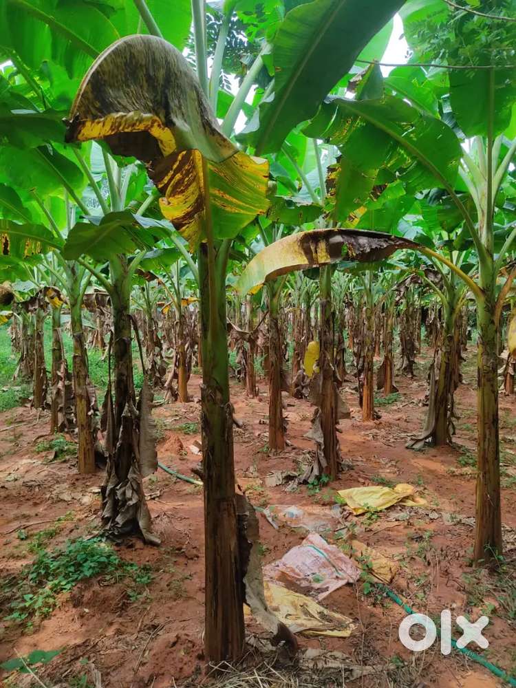 Well maintained 38cent plot for just 2.5lacs per cent in Kattoor