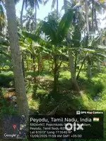 Agri. Land( தென்னந் தோப்பு)for Sale Near Arasan Vilai