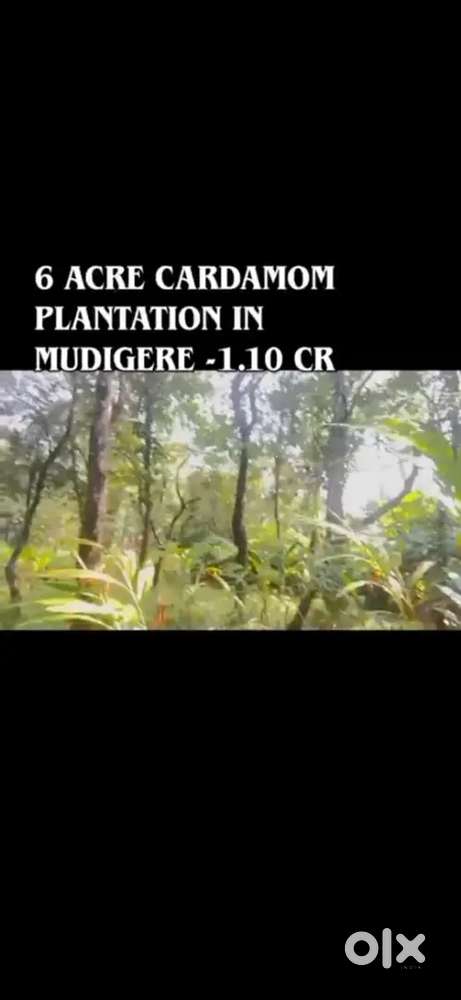 A peaceful green plantation land with flowing water cardamom