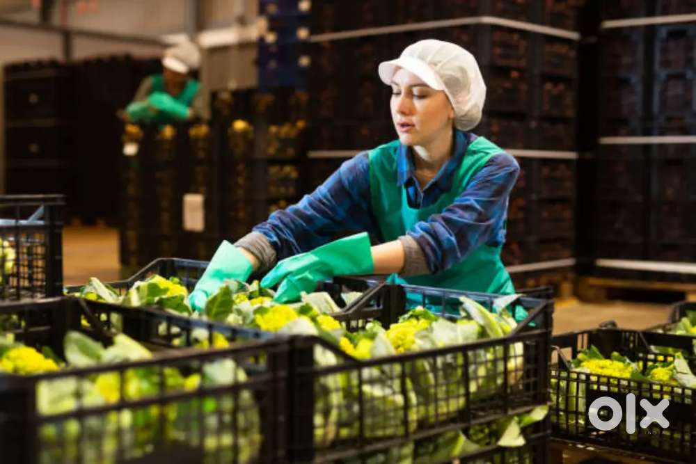 FOOD PACKING AND HELPER JOB IN LUCKNOWLOCATION