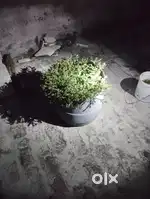 Chinese item