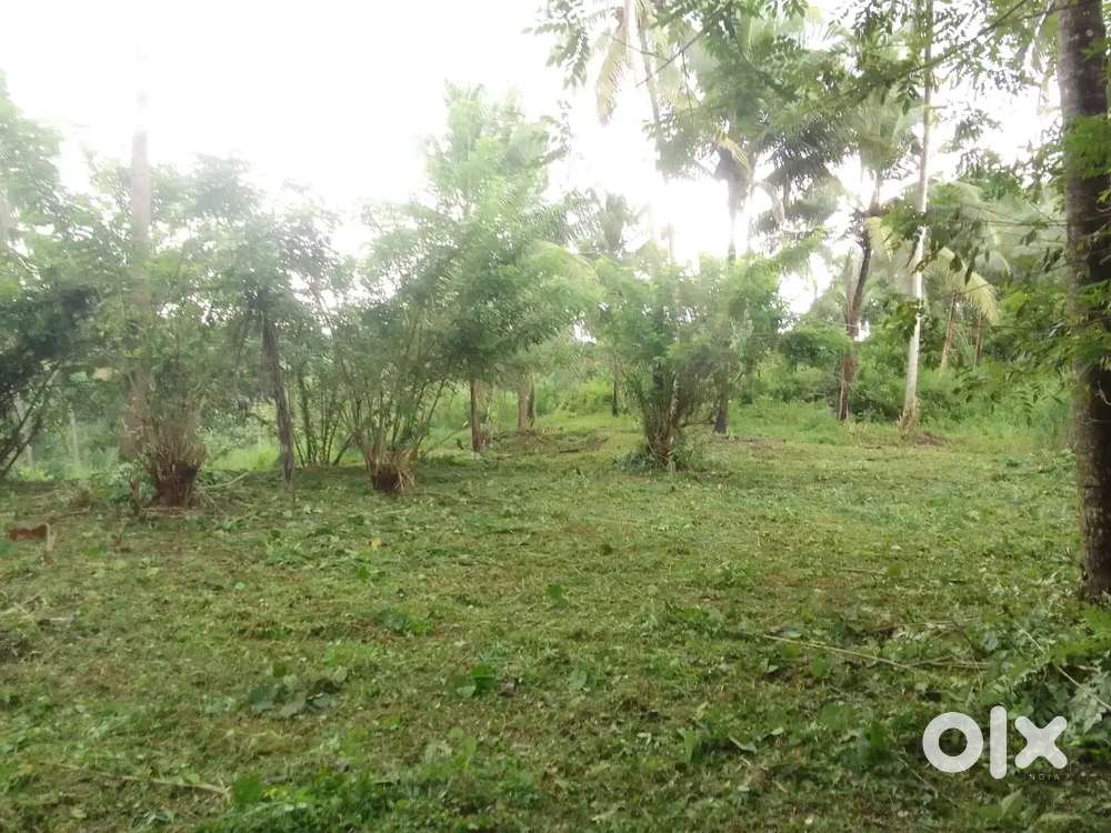 മുസ്ലിയാറങ്ങാടിയിൽ നിന്നും 1.5 കിമി ദൂരത്തിൽ പ്ലോട്ട് വിൽപ്പനക്ക്*