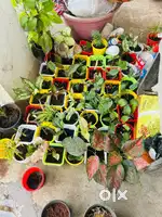 Clearance sale for plants with pots ceramic and plastic pot