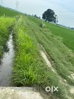 7 bigha chauka jameen plot