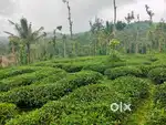 4 ACER TEA ESTAE AVAILABLE PERFECT FOR CONSTRUCTION @WAYANAD-KANNUR RD