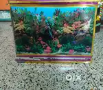 Fish aquarium