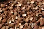 5kg (A class) Natural Coconut Shells for Sale – Eco-Friendly & Durable