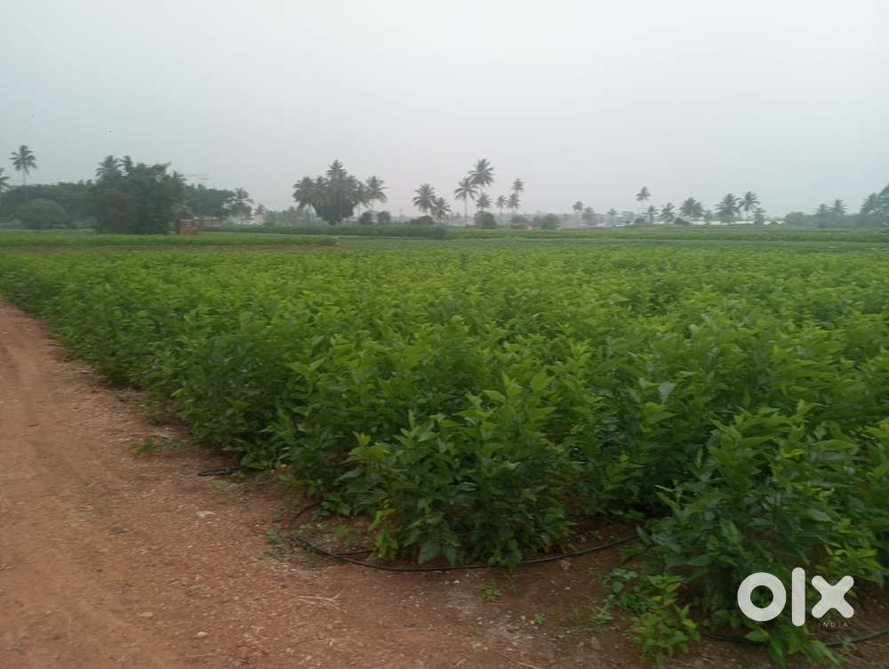 26 gunta agriculture land sale