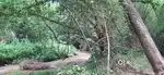 ️Rare Opportunity: Wild Nature Plot for Sale in Wayanad️