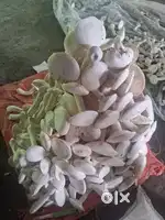 Mushroom farm a kaj..