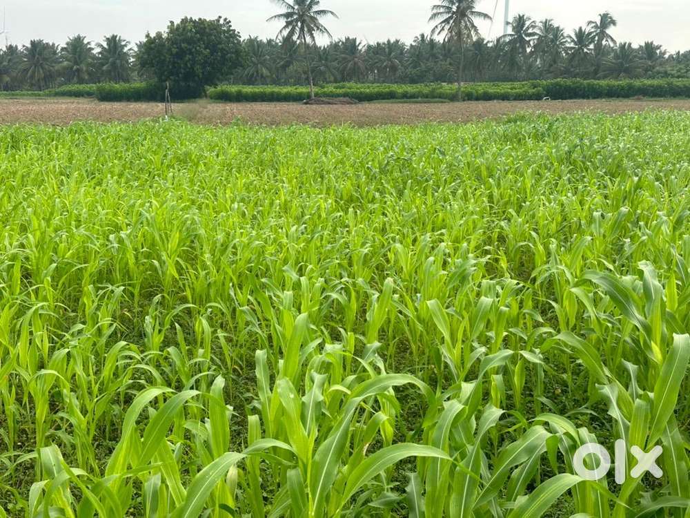 Farm land/farm house/agricultural land/agriculture land/coconut farm
