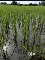 Traditional rices and Millets Produce Direct Farmer fully organic..