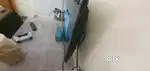 32 inch led tv