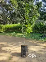 Plant  marketing