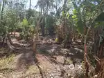 14 cent parambu Plot for sale 250m away from old Kavilpad railway gate