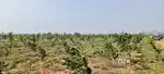 భోగాపురం కి 13km దూరంలో MYLAN COMAPANY కి దగ్గరగా 100SQ.Y 5,50,000