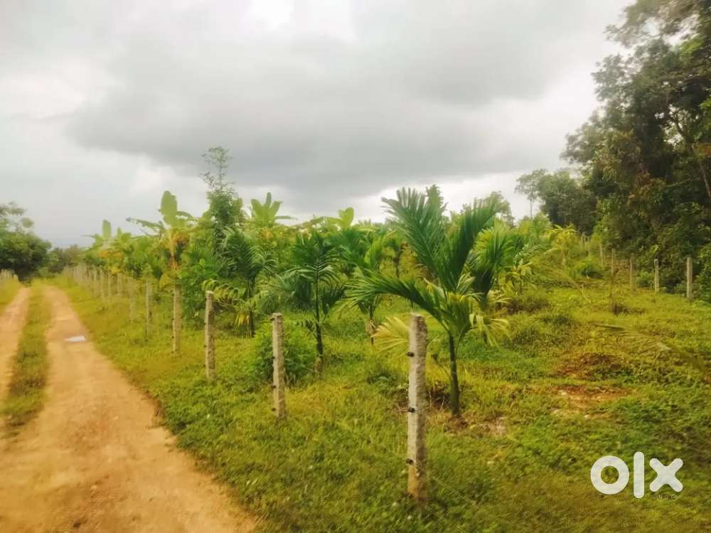 5.5 acre areca plantation Yellare, via perdoor