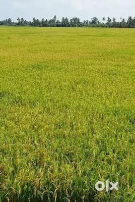 Agricultural land  sale @Kannambra palakkad kerala  - Price negotiable