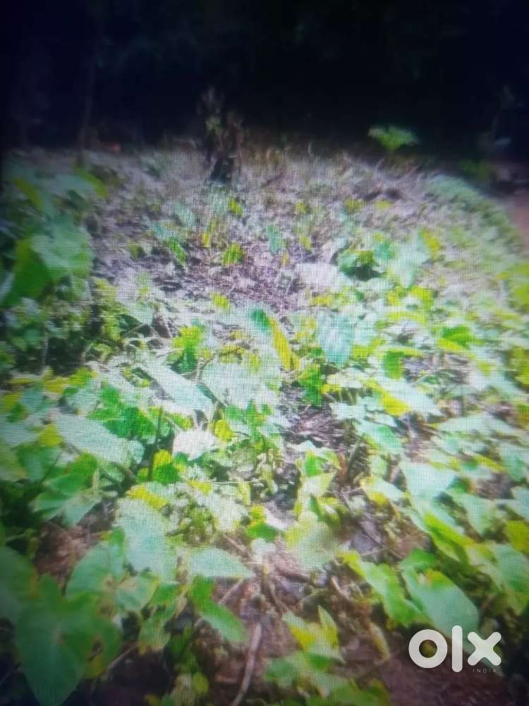 GARDEN BAHUT SUNDOR JAGA SHANT GHAR KIRAE PE DENI HAI MADGAON GOA MEIN