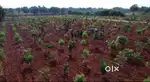 Managed farm land with 6534sqft with weekend home ready registration