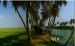 Paddy Land at Kumarakom