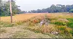 1.5 katha jomi / Land for Sale in Piali Station Biswas Para