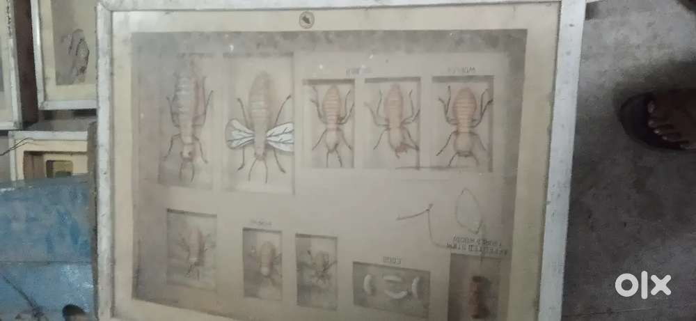 Image display a detailed illustration