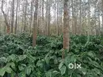 100 ACKRS COFFEE ESTATE FOR SALE