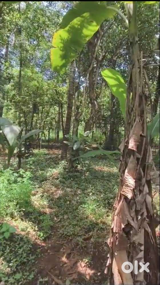 Land-90 cent for sale in mannuthy, Mulayam-koottala ,Thrissur.