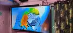 55 inch 4k Android Tv