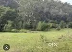 10 cents land