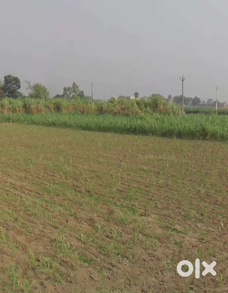 East Facing 12 Bigha Land Available for Sale