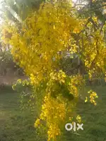Near saravana nagar kovai thirupathi temple
