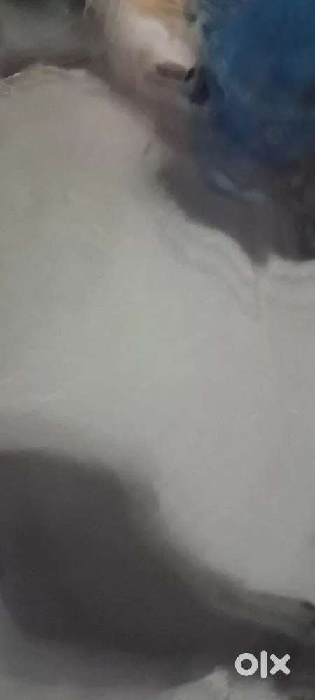 LOOKING FOR A ROOM PARTNER IN JHANSI