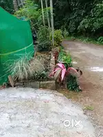 21 cent Land