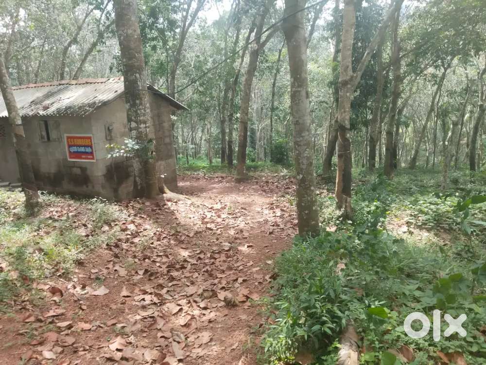 Rubber plantation for sale