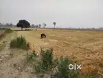 9 ACRES AGRI LAND FOR SALE AT PHILLAUR SAIFABAD THEING RD NEAR BECTOR