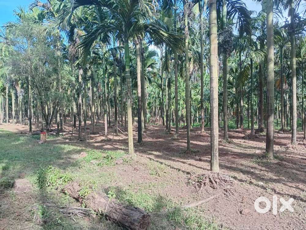 Robust Arecanut farm 8.6 Acres + 5 acre kumki riverfront