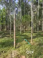 Land for sale near Vellarikkundu